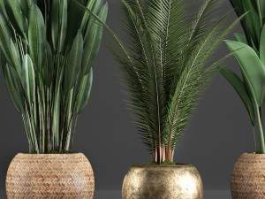 collection exotic plants 360 3D Model
