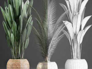 collection exotic plants 360 3D Model
