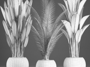 collection exotic plants 360 3D Model