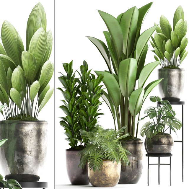 collection exotic plants 361 3D Model .c4d .max .obj .3ds .fbx .stl .blend 
