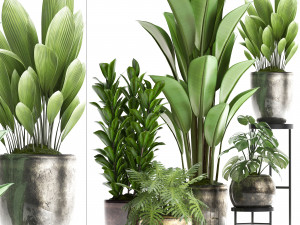 collection exotic plants 361 3D 모델