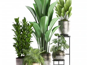collection exotic plants 361 3D Model