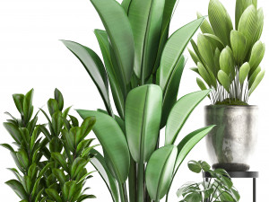 collection exotic plants 361 3D Model