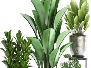collection exotic plants 361 3D Model