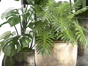 collection exotic plants 361 3D Model
