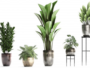 collection exotic plants 361 3D Model