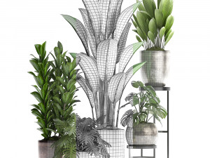 collection exotic plants 361 3D Model