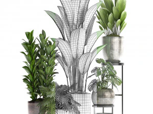 collection exotic plants 361 3D Model