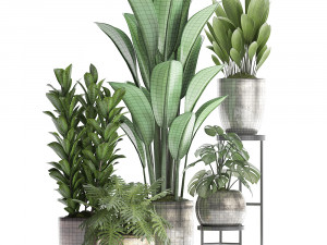 collection exotic plants 361 3D Model