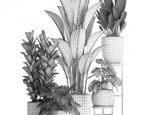 collection exotic plants 361 3D Model