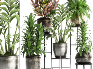 collection exotic plants 362 3D Model