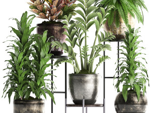 collection exotic plants 362 3D Модель
