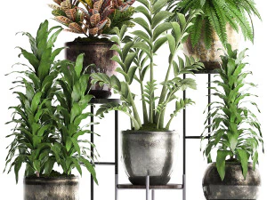 collection exotic plants 362 3D Model