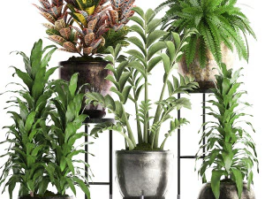 collection exotic plants 362 3D Model