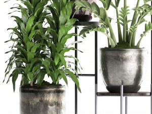collection exotic plants 362 3D Модель