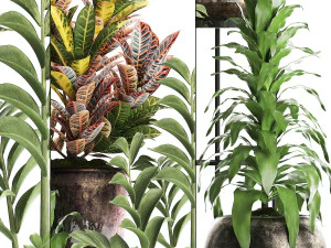 collection exotic plants 362 3D Model
