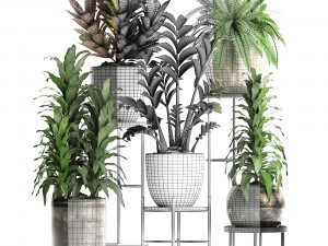 collection exotic plants 362 3D Модель