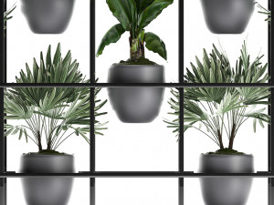collection exotic plants 363 Modelo 3D