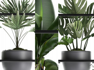 collection exotic plants 363 Modelo 3D