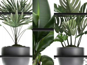 collection exotic plants 363 3D Model