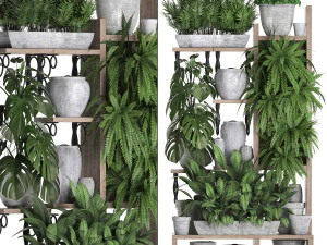 collection exotic plants 369 3D Model