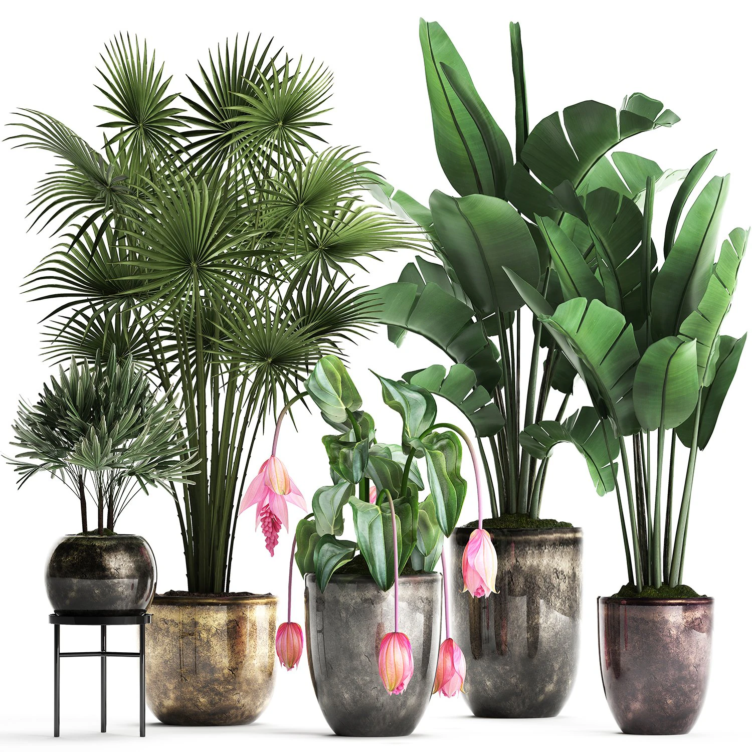 collection exotic plants 373 3D Model .c4d .max .obj .3ds .fbx .stl .blend 