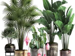 collection exotic plants 373 3D Model