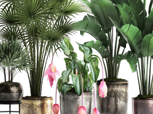 collection exotic plants 373 3Dモデル
