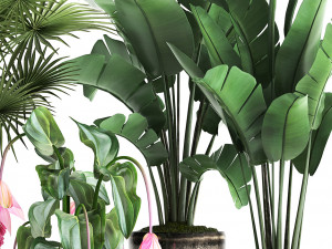 collection exotic plants 373 3Dモデル
