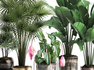 collection exotic plants 373 3Dモデル