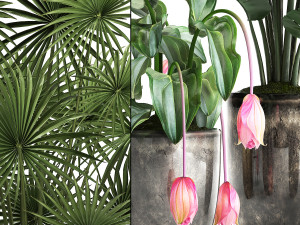 collection exotic plants 373 3Dモデル