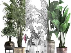 collection exotic plants 373 3Dモデル