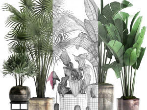 collection exotic plants 373 3D Model