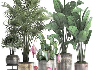 collection exotic plants 373 3D Model