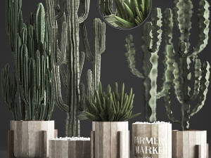 collection of exotic cactus plants 374 3D Model