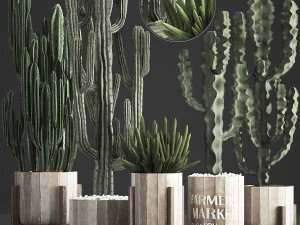 koleksi tanaman kaktus eksotik 374 Model 3D