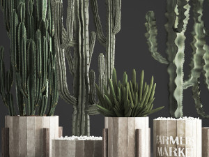 collection of exotic cactus plants 374 3D Model
