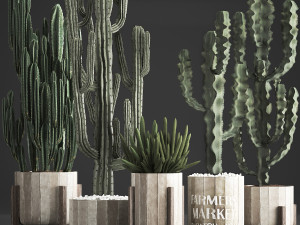 collection of exotic cactus plants 374 3D Model