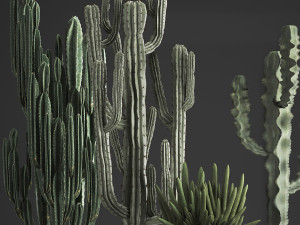 collection of exotic cactus plants 374 3D Model