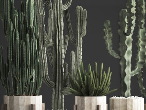collection of exotic cactus plants 374 3D Model