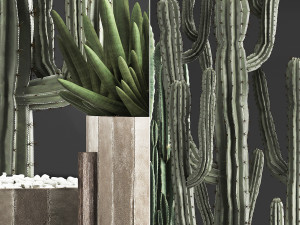 collection of exotic cactus plants 374 3D Model