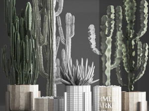 collection of exotic cactus plants 374 3D Model