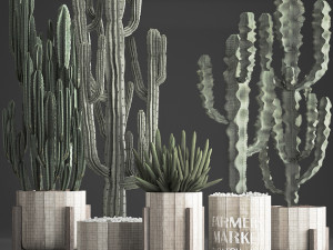 collection of exotic cactus plants 374 3D Model