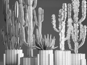 collection of exotic cactus plants 374 3D Model