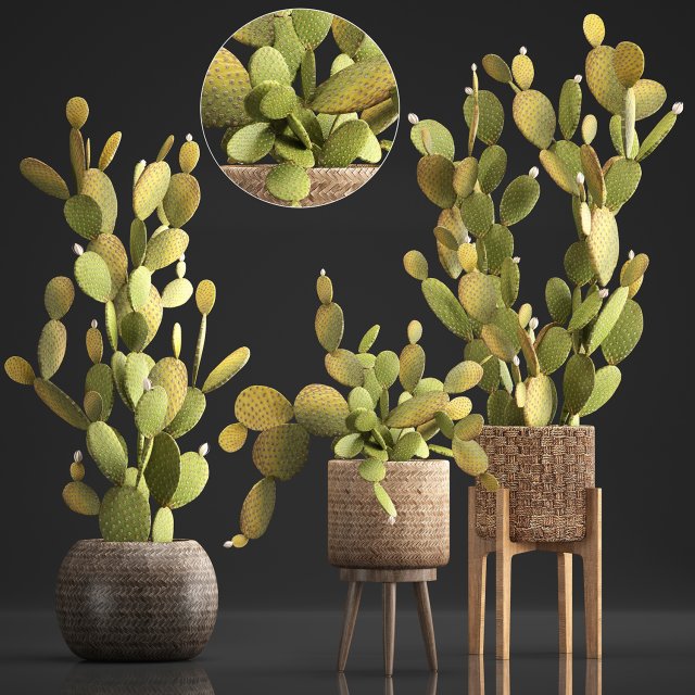 collection of exotic cactus plants 375 3D Модель .c4d .max .obj .3ds .fbx .stl .blend 