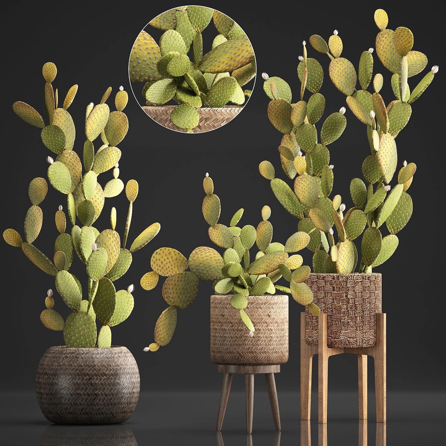 collection of exotic cactus plants 375 3D Model .c4d .max .obj .3ds .fbx .stl .blend