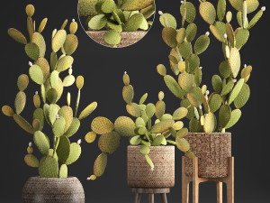 collection of exotic cactus plants 375 Modelo 3D