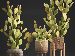 collection of exotic cactus plants 375 3D Model