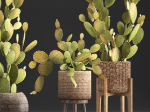 collection of exotic cactus plants 375 3D Модель