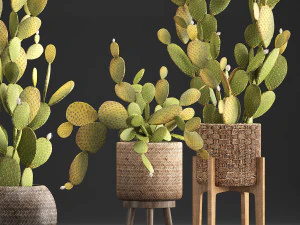 collection of exotic cactus plants 375 3D Model